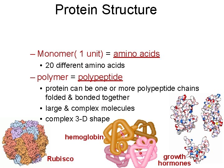 Protein Structure – Monomer( 1 unit) = amino acids • 20 different amino acids