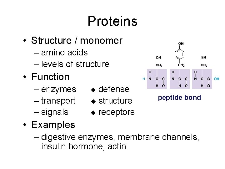 Proteins • Structure / monomer – amino acids – levels of structure • Function