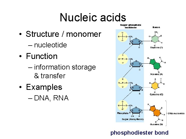 Nucleic acids • Structure / monomer – nucleotide • Function – information storage &