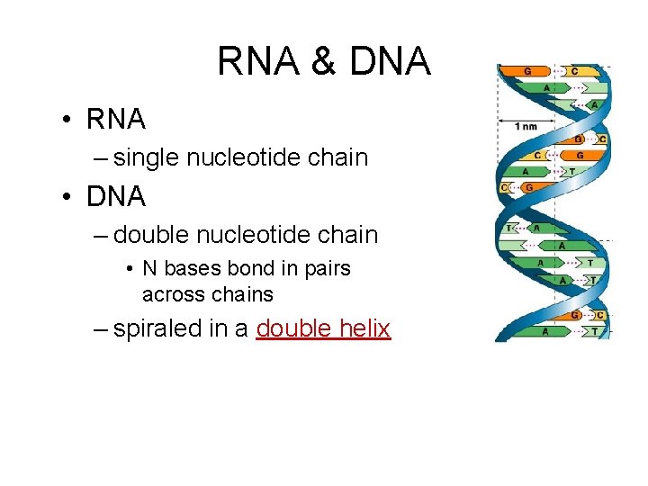 RNA & DNA • RNA – single nucleotide chain • DNA – double nucleotide
