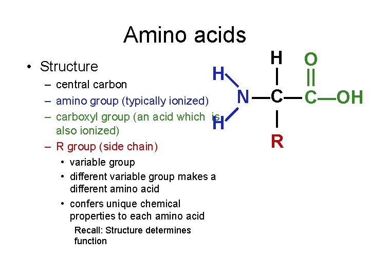 Amino acids H O H | || – central carbon —C— C—OH – amino