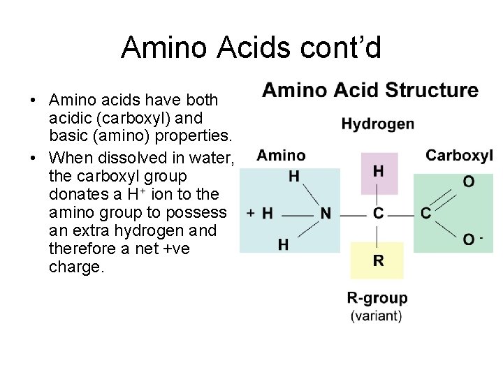 Amino Acids cont’d • Amino acids have both acidic (carboxyl) and basic (amino) properties.
