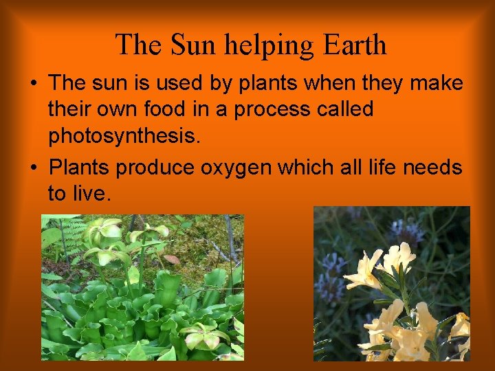 The Sun helping Earth • The sun is used by plants when they make