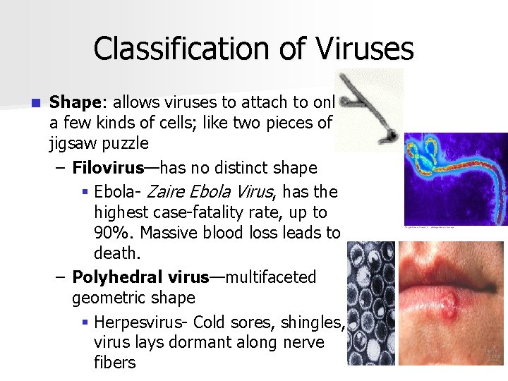 Classification of Viruses n Shape: allows viruses to attach to only a few kinds