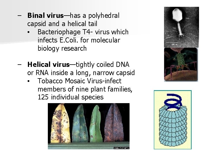 − Binal virus—has a polyhedral capsid and a helical tail • Bacteriophage T 4