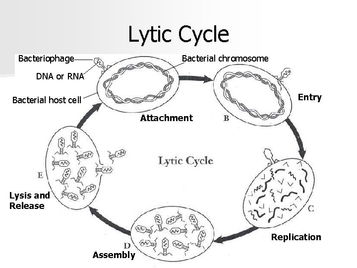 Lytic Cycle Bacteriophage Bacterial chromosome DNA or RNA Entry Bacterial host cell Attachment Lysis