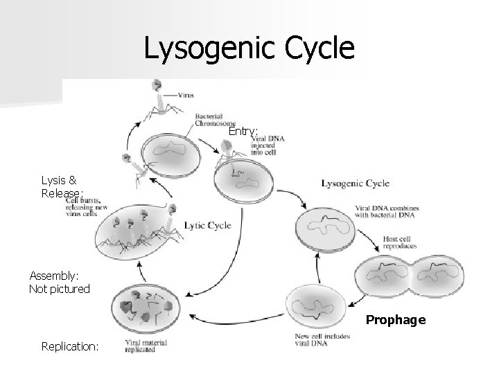 Lysogenic Cycle Entry: Lysis & Release: Assembly: Not pictured Prophage Replication: 
