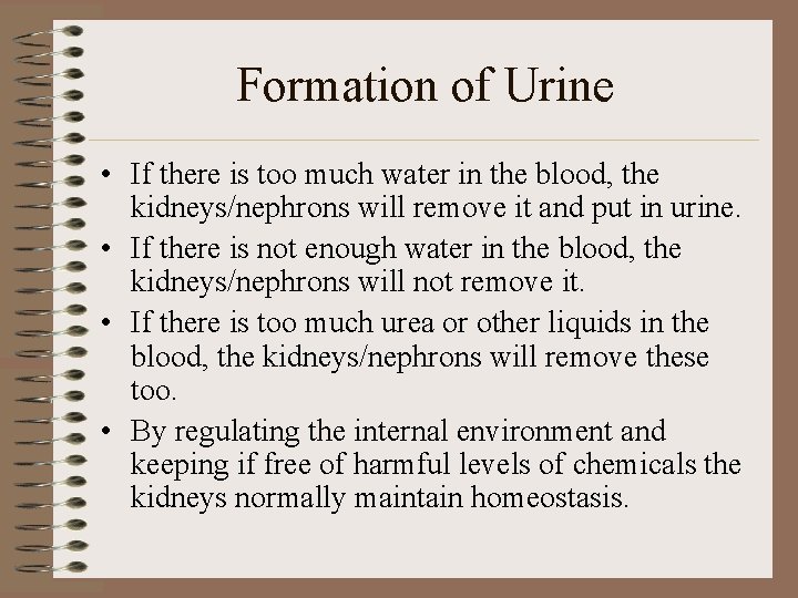 Formation of Urine • If there is too much water in the blood, the Formation of Urine • If there is too much water in the blood, the