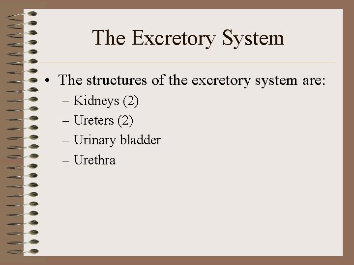 The Excretory System • The structures of the excretory system are: – Kidneys (2) The Excretory System • The structures of the excretory system are: – Kidneys (2)