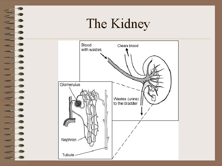 The Kidney The Kidney