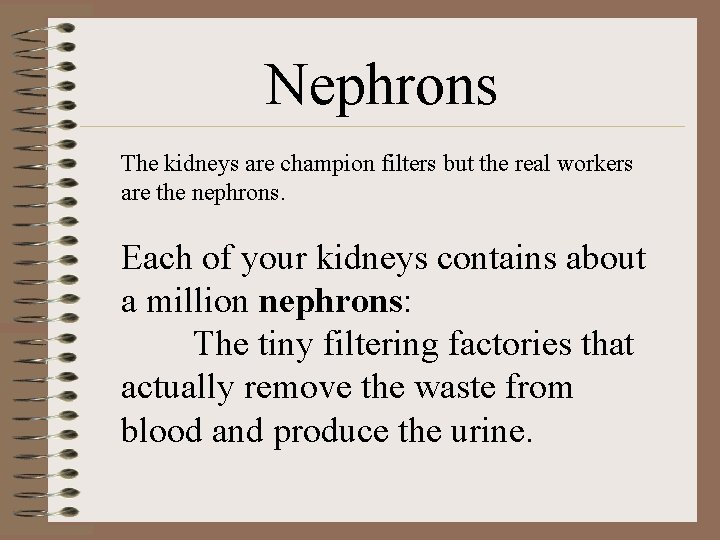 Nephrons The kidneys are champion filters but the real workers are the nephrons. Each Nephrons The kidneys are champion filters but the real workers are the nephrons. Each
