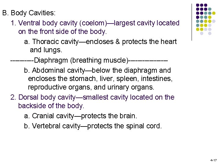 B. Body Cavities: 1. Ventral body cavity (coelom)—largest cavity located on the front side