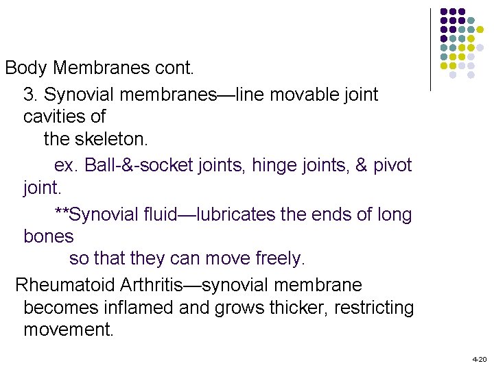 Body Membranes cont. 3. Synovial membranes—line movable joint cavities of the skeleton. ex. Ball-&-socket