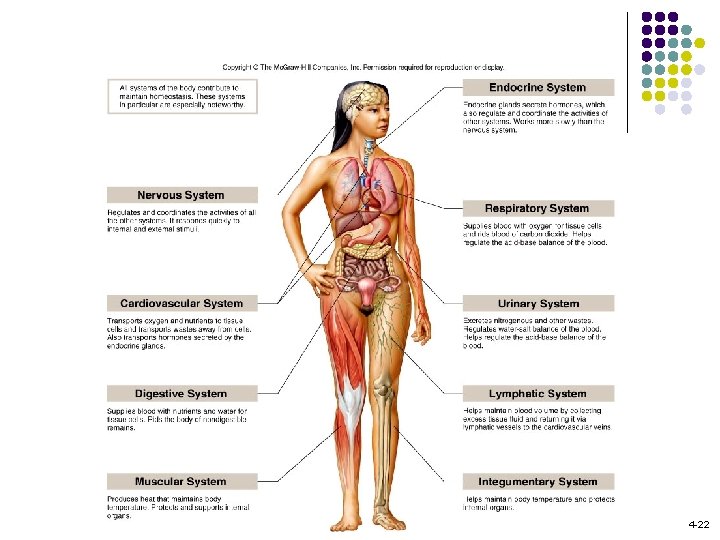 Human Systems Work Together 4 -22 