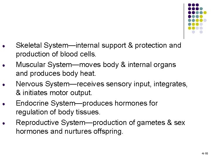 ● ● ● Skeletal System—internal support & protection and production of blood cells. Muscular