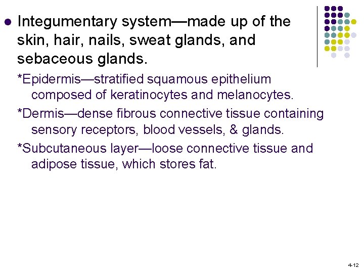 l Integumentary system—made up of the skin, hair, nails, sweat glands, and sebaceous glands.