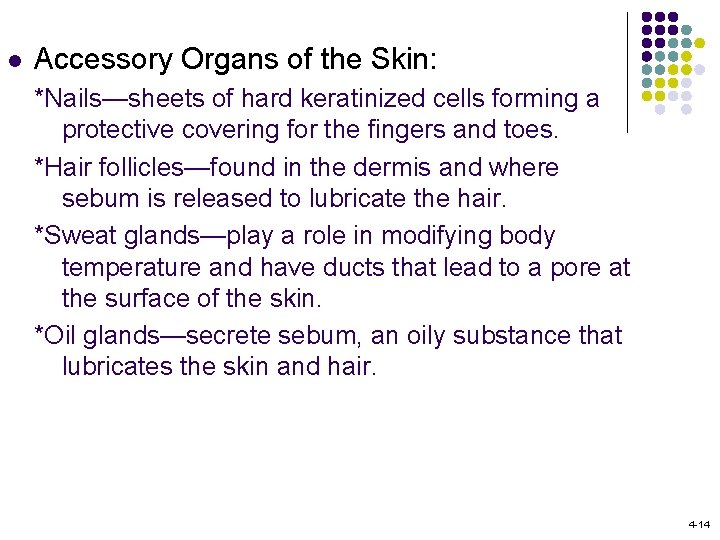 l Accessory Organs of the Skin: *Nails—sheets of hard keratinized cells forming a protective