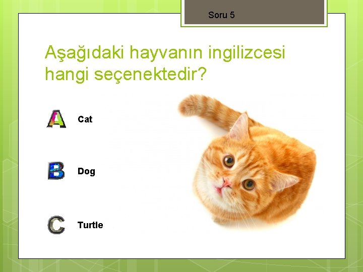 Soru 5 Aşağıdaki hayvanın ingilizcesi hangi seçenektedir? Cat Dog Turtle 