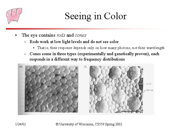 Seeing in Color • The eye contains rods and cones – Rods work at