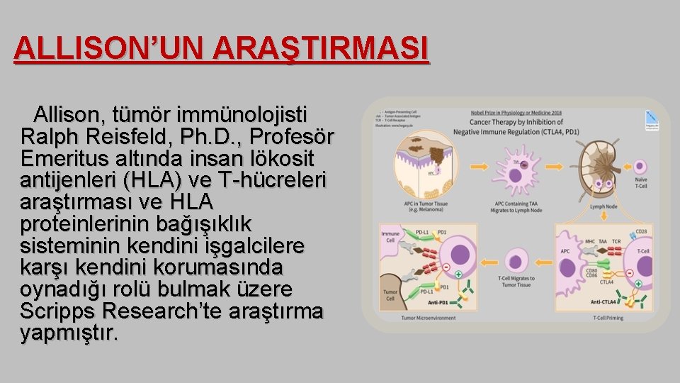 ALLISON’UN ARAŞTIRMASI Allison, tümör immünolojisti Ralph Reisfeld, Ph. D. , Profesör Emeritus altında insan