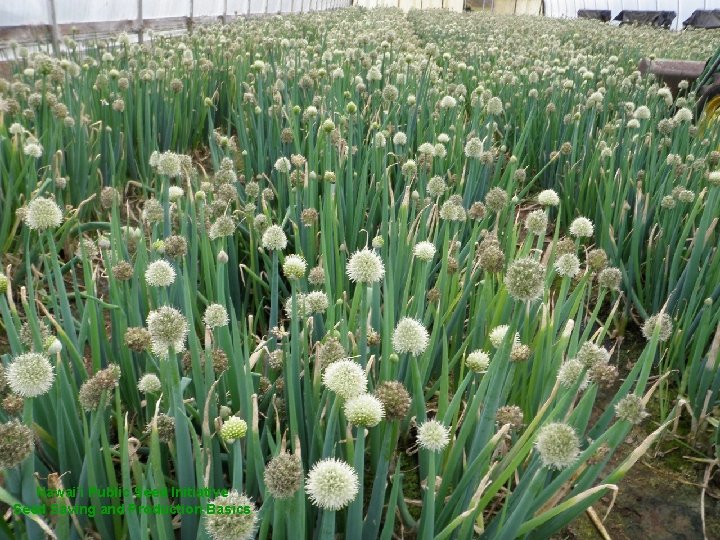 Hawai’i Public Seed Initiative Seed Saving and Production Basics 