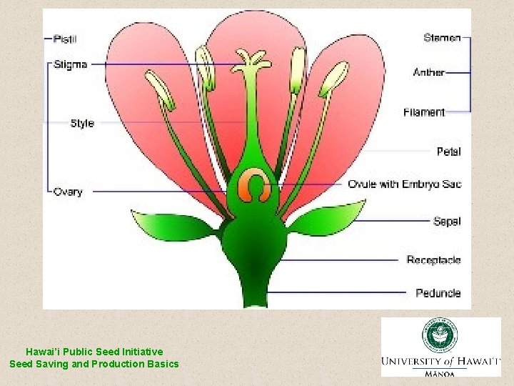 Hawai’i Public Seed Initiative Seed Saving and Production Basics 