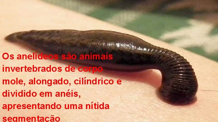 Os anelídeos são animais invertebrados de corpo mole, alongado, cilíndrico e dividido em anéis,