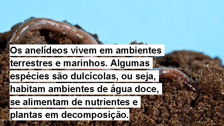 Os anelídeos vivem em ambientes terrestres e marinhos. Algumas espécies são dulcícolas, ou seja,