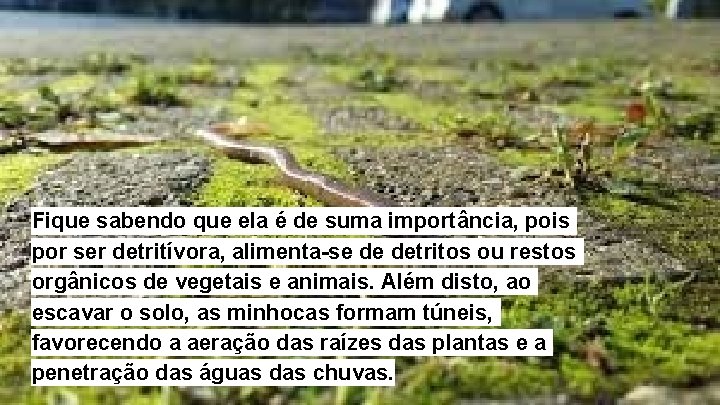 Fique sabendo que ela é de suma importância, pois por ser detritívora, alimenta-se de