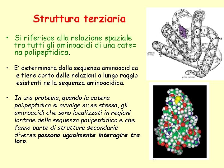 Struttura terziaria • Si riferisce alla relazione spaziale tra tutti gli aminoacidi di una