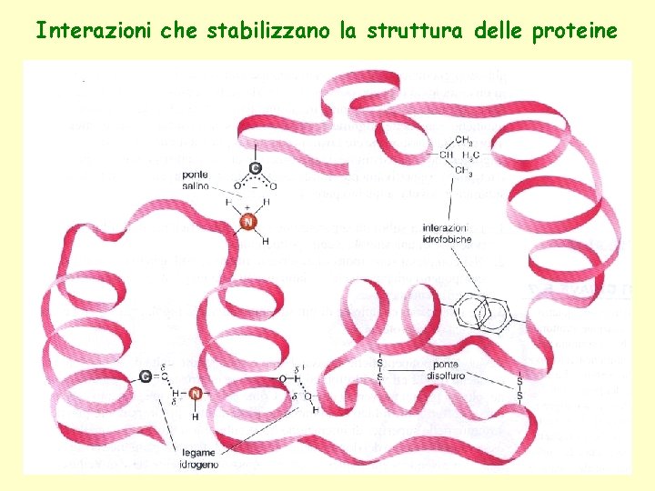 Interazioni che stabilizzano la struttura delle proteine 