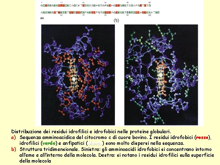 (b) Distribuzione dei residui idrofilici e idrofobici nelle proteine globulari. a) Sequenza amminoacidica del