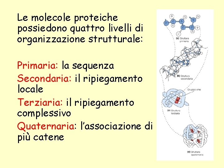 Le molecole proteiche possiedono quattro livelli di organizzazione strutturale: Primaria: la sequenza Secondaria: il