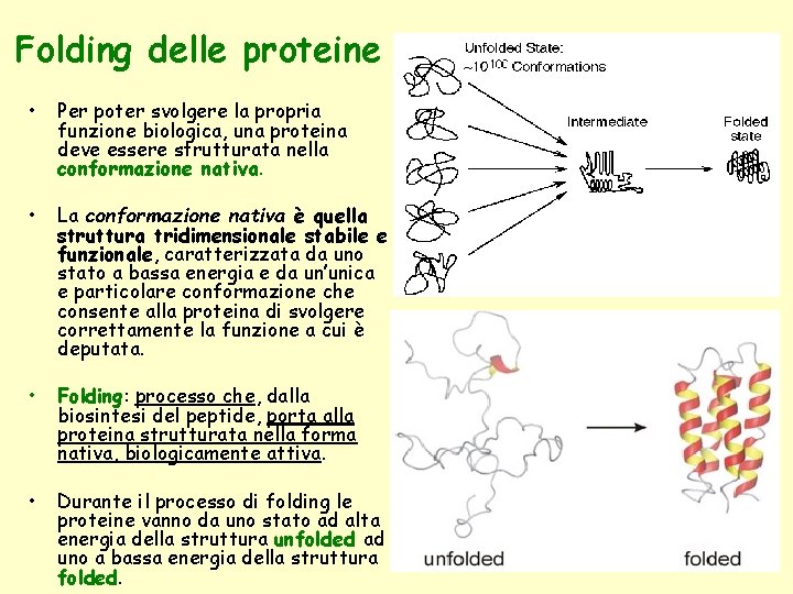 Folding delle proteine • Per poter svolgere la propria funzione biologica, una proteina deve