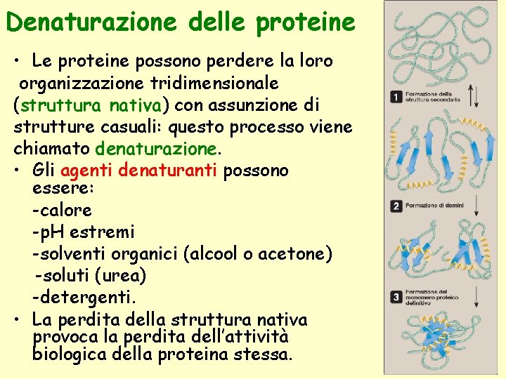 Denaturazione delle proteine • Le proteine possono perdere la loro organizzazione tridimensionale (struttura nativa)