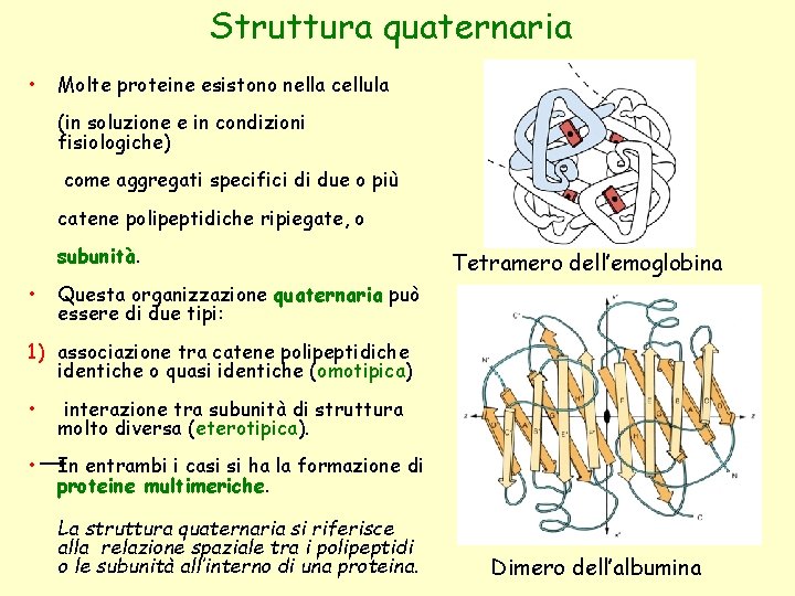 Struttura quaternaria • Molte proteine esistono nella cellula (in soluzione e in condizioni fisiologiche)