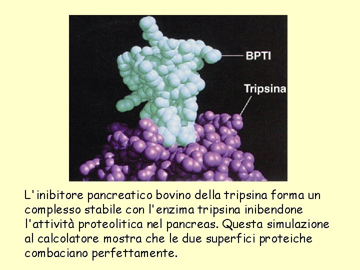 L'inibitore pancreatico bovino della tripsina forma un complesso stabile con l'enzima tripsina inibendone l'attività