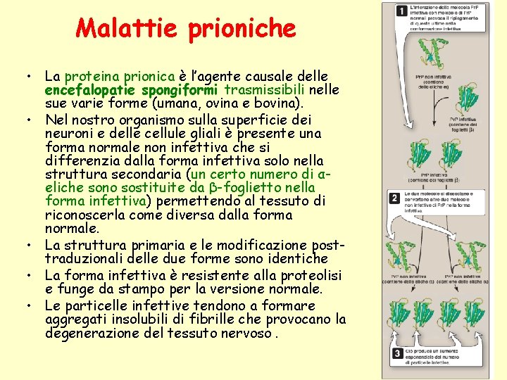 Malattie prioniche • La proteina prionica è l’agente causale delle encefalopatie spongiformi trasmissibili nelle