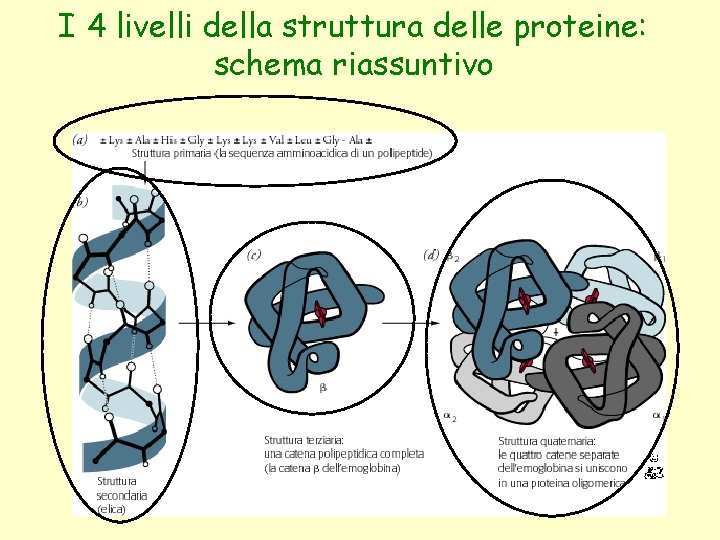 I 4 livelli della struttura delle proteine: schema riassuntivo 