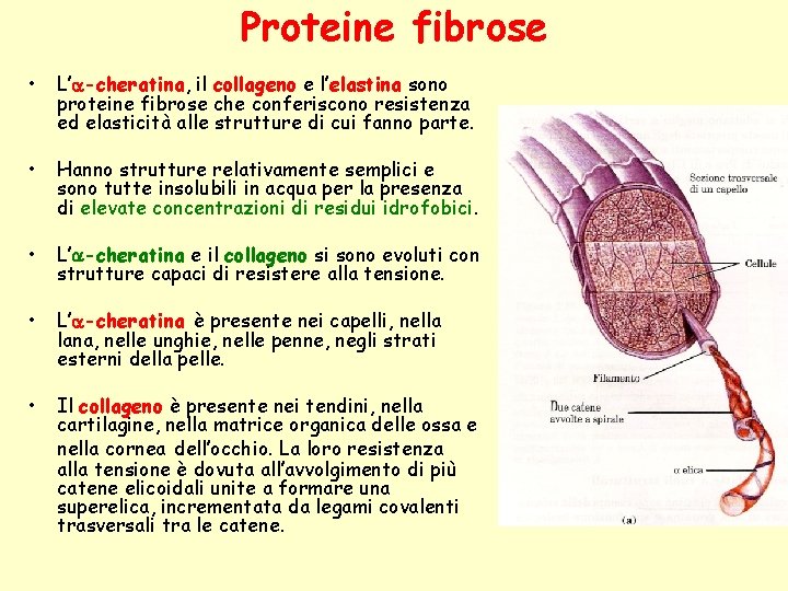 Proteine fibrose • L’a-cheratina, il collageno e l’elastina sono proteine fibrose che conferiscono resistenza