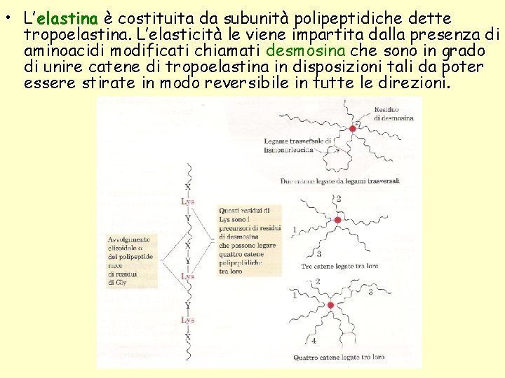  • L’elastina è costituita da subunità polipeptidiche dette tropoelastina. L’elasticità le viene impartita