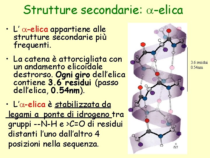 Strutture secondarie: a-elica • L’ a-elica appartiene alle strutture secondarie più frequenti. • La