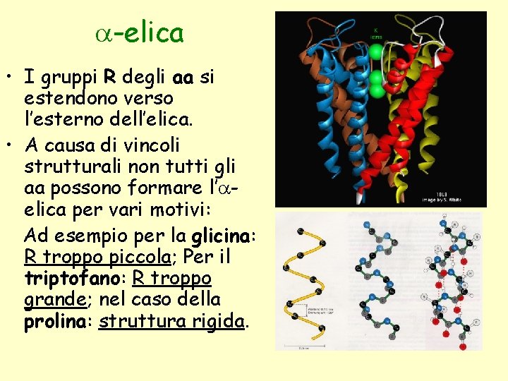 a-elica • I gruppi R degli aa si estendono verso l’esterno dell’elica. • A