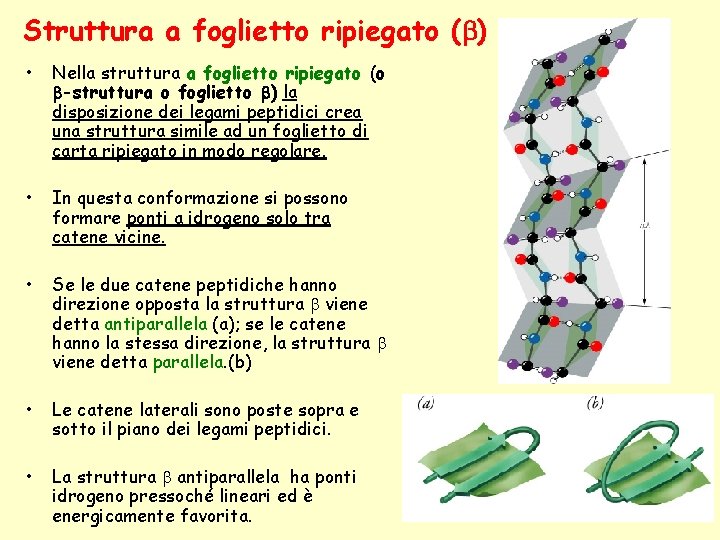 Struttura a foglietto ripiegato (b) • Nella struttura a foglietto ripiegato (o b-struttura o