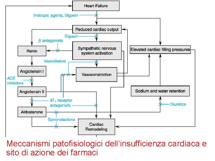 Meccanismi patofisiologici dell’insufficienza cardiaca e sito di azione dei farmaci 