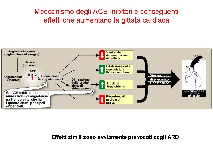 Meccanismo degli ACE-inibitori e conseguenti effetti che aumentano la gittata cardiaca Effetti simili sono