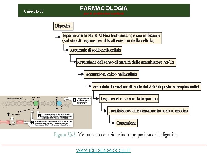 Capitolo 23 FARMACOLOGIA per le professioni sanitarie WWW. IDELSONGNOCCHI. IT 