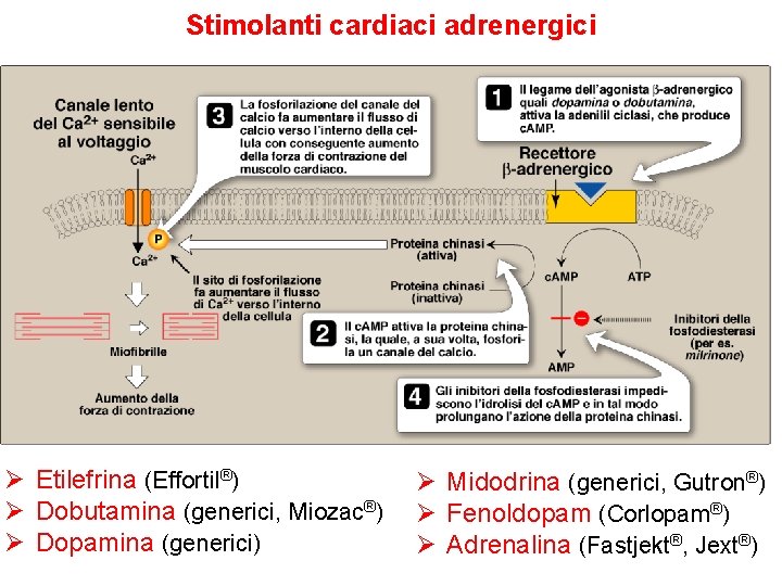 Stimolanti cardiaci adrenergici Ø Etilefrina (Effortil®) Ø Dobutamina (generici, Miozac®) Ø Dopamina (generici) Ø