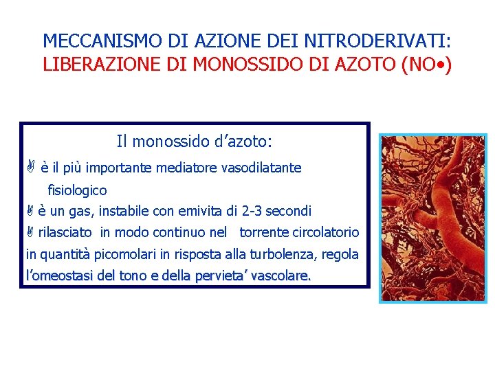 MECCANISMO DI AZIONE DEI NITRODERIVATI: LIBERAZIONE DI MONOSSIDO DI AZOTO (NO • ) Il