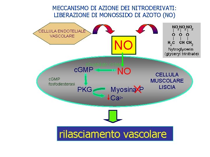 MECCANISMO DI AZIONE DEI NITRODERIVATI: LIBERAZIONE DI MONOSSIDO DI AZOTO (NO) CELLULA ENDOTELIALE VASCOLARE